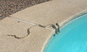 snake by pool