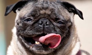 Pug-panting-in-the-heat